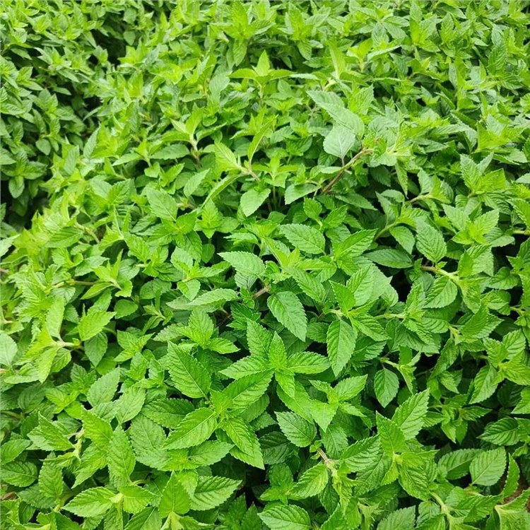 种植基地精选原材料